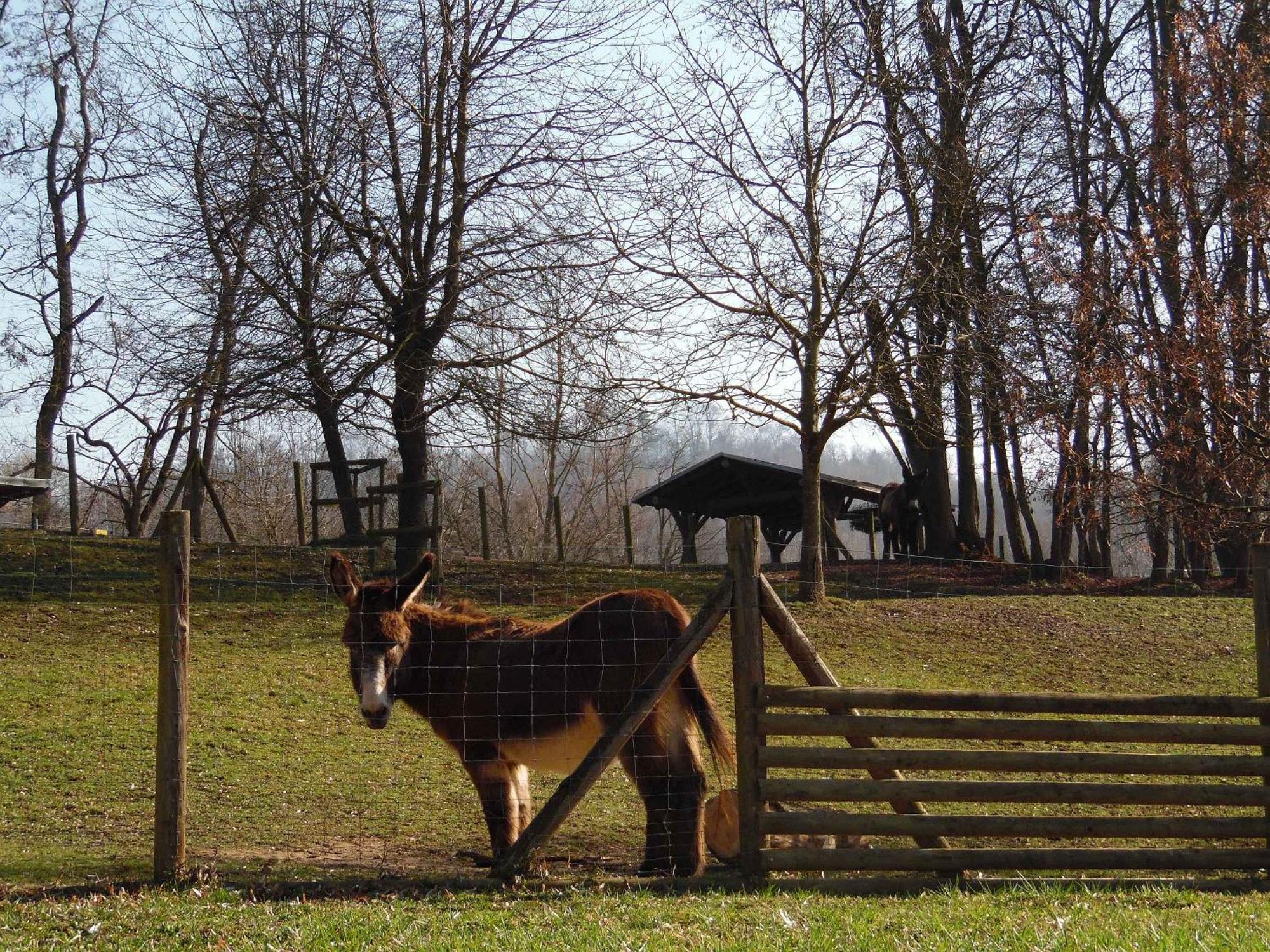 Ferienwohnungen Hog , Ringsheim Extérieur photo